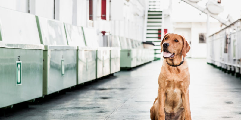 Hund sitzend auf Deck eines Fährschiffes Hund auf Fähre