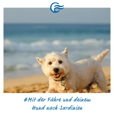 Hund am Strand von Sardinien