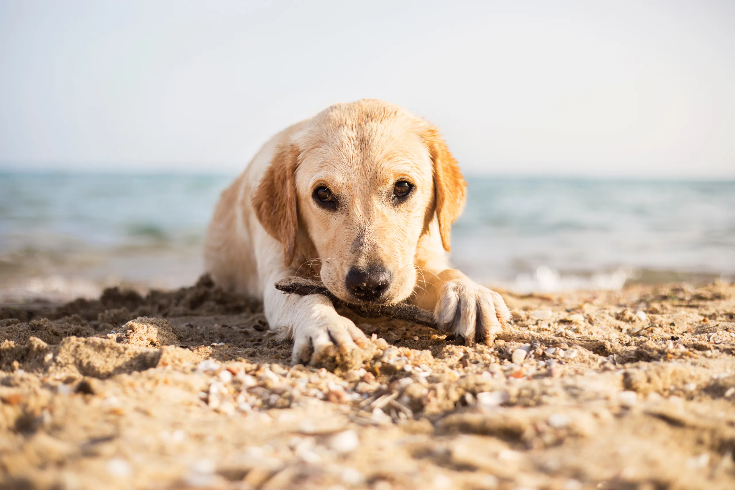 Hund an einem Strand