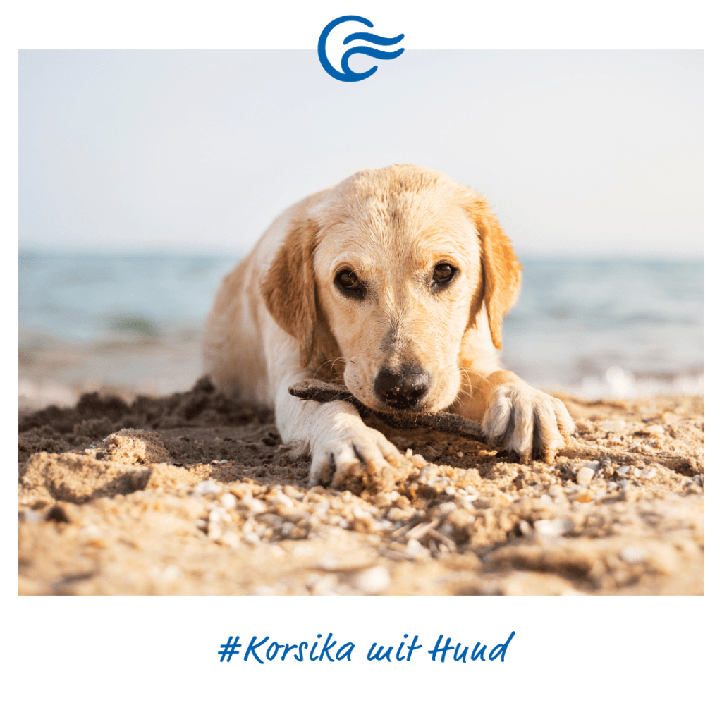 Fähre Korsika mit Hund - Der Guide für Tierbesitzer 2025