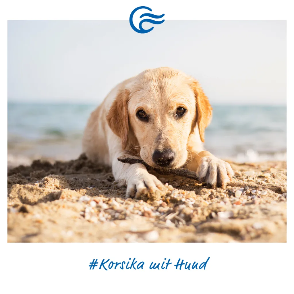 Fähre Korsika mit Hund