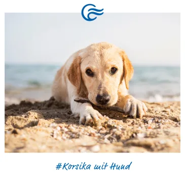 Fähre Korsika mit Hund – Der Guide für Tierbesitzer 2025