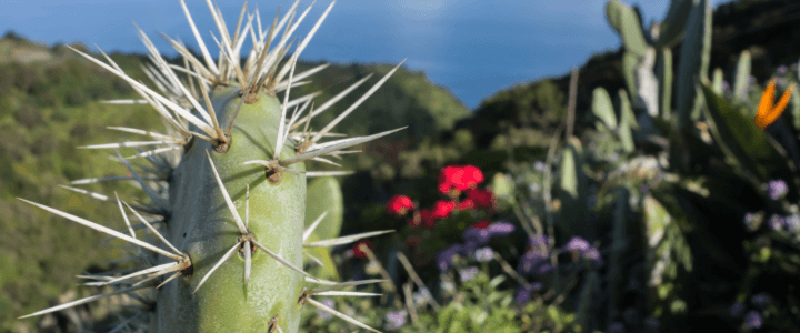 Fähren Arrecife – S.C. de La Palma